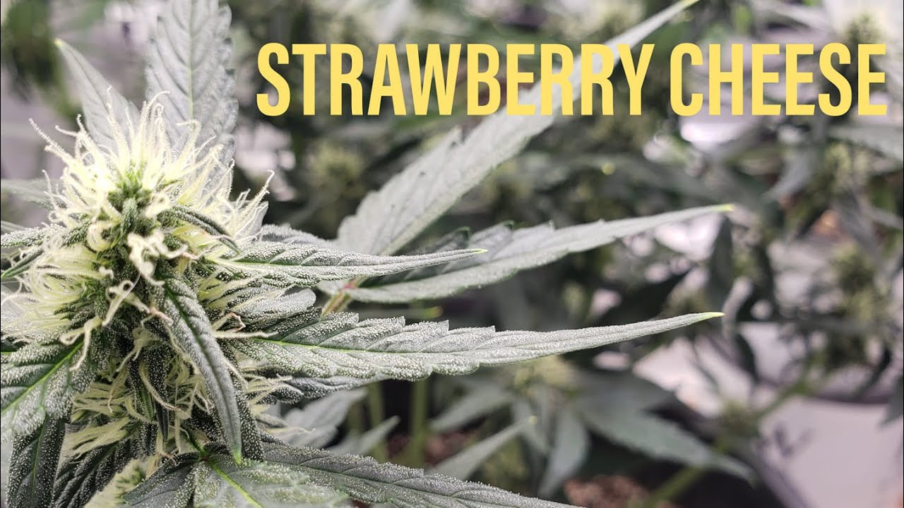 GROW GARAGE - week 6 from seed - STRAWBERRY CHEESE from Coastal Mary