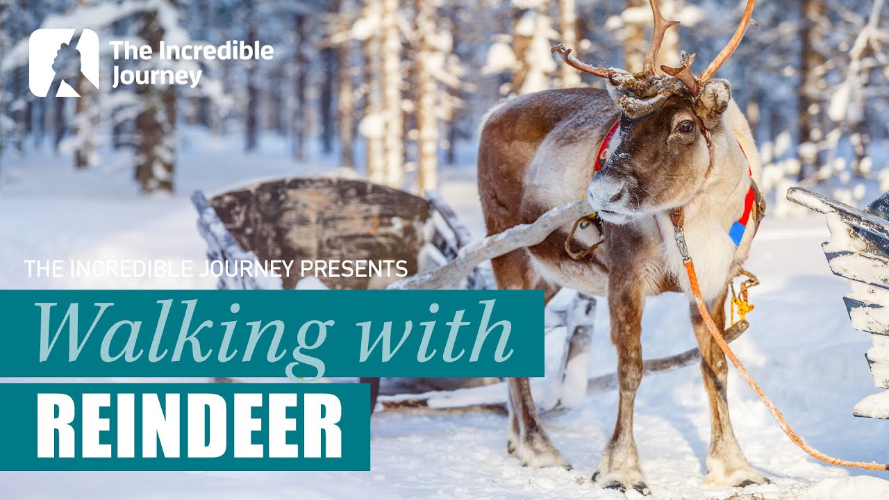 Journey with the Sami: Walking in Harmony with Reindeer