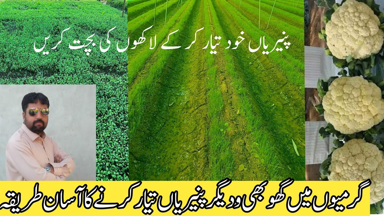 Cullifllowe farming in summer | How To Grow vegetables nursery | फूलगोभी की खेती | گھوبی کی کاشت