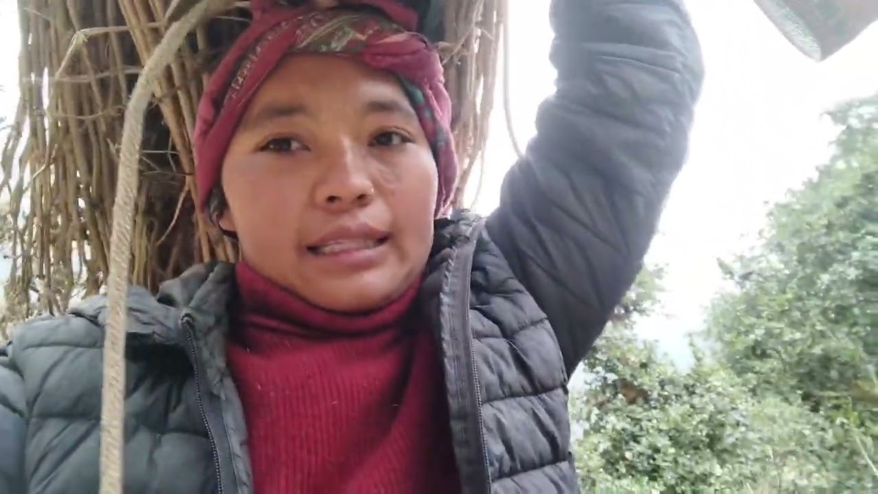 गोनाहोर जङ्गल मा अल्लो खोज्न जादा दार लाग्यो🤧
