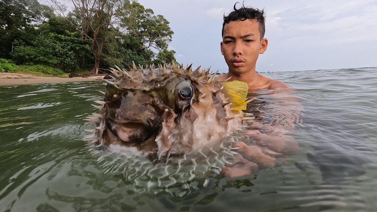 Catch and Cook Pufferfish or balloonfish - Eating Poisonous Pufferfish