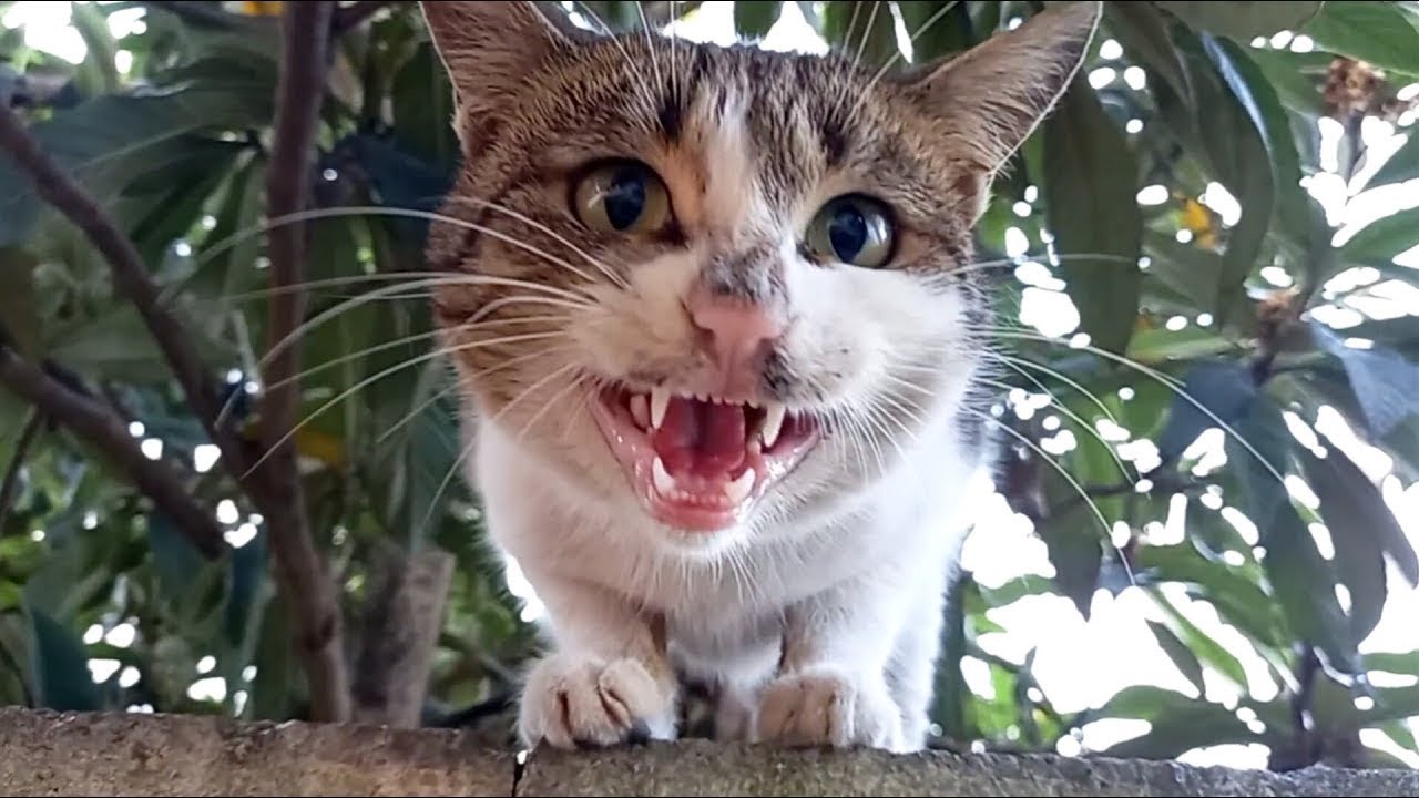 The hungriest cat in the world | Feeding cats