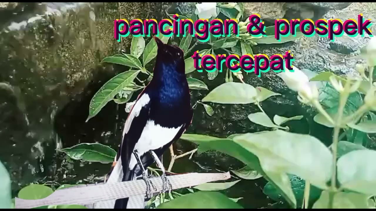 pancingan Kacer tercepat nyaut langsung gacor.
