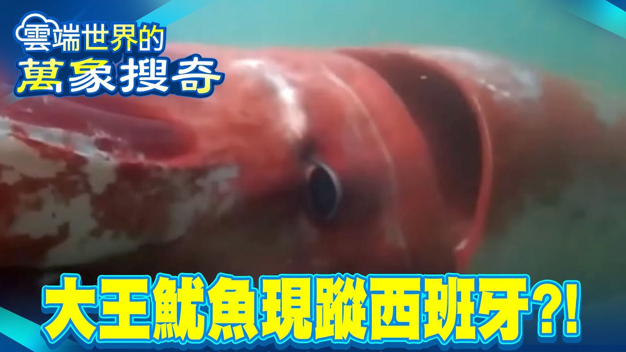 大王魷魚從海底2000公尺「突然浮出」現蹤西班牙？！重300公斤＋17公尺長巨怪「深海有異象」？！【57爆新聞 萬象搜奇】@57爆新聞