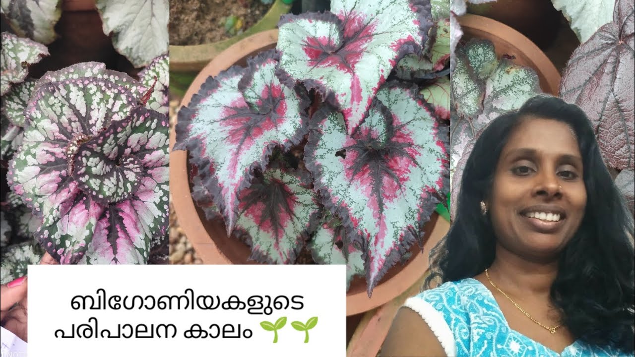 ബിഗോണിയകളുടെ പരിപാലന കാലം🌱🌱