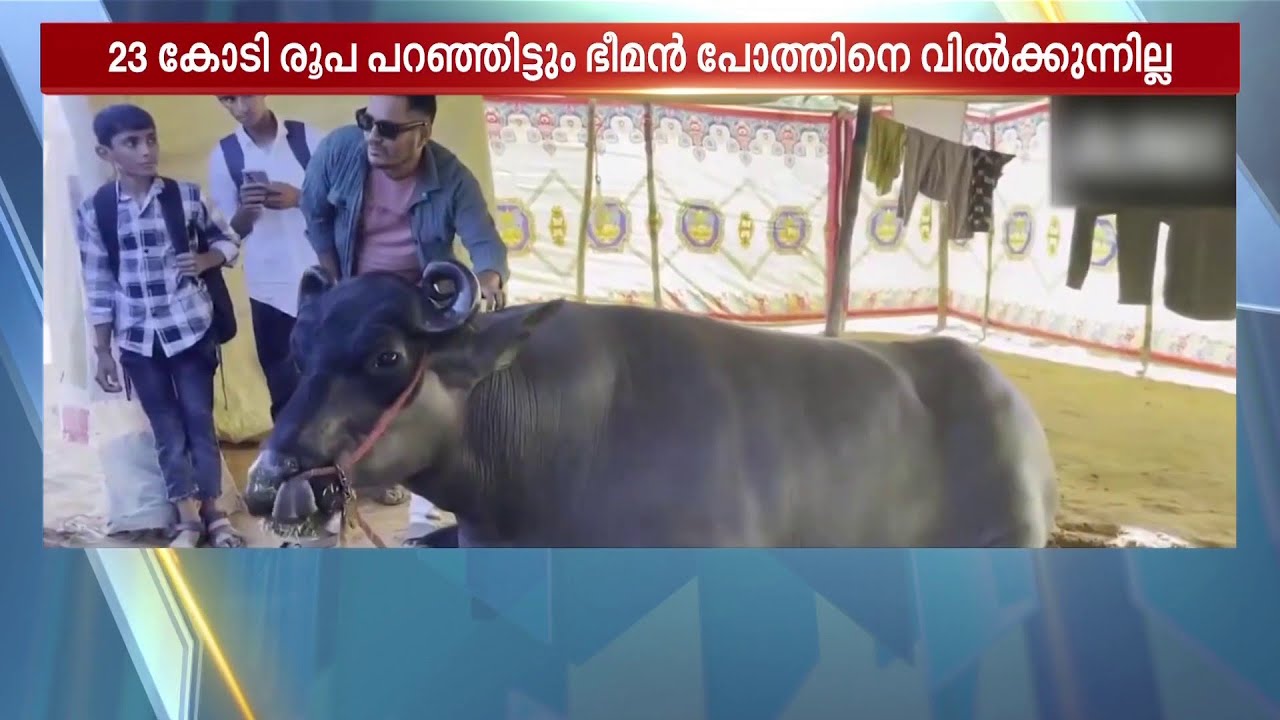 എടാ പോത്തേ !!! 23 കോടി വിലയുള്ള 'അൻമോൽ'; എത്ര കോടി കിട്ടിയാലും വിൽക്കില്ലെന്ന് ഉടമ | Anmol | Buffalo