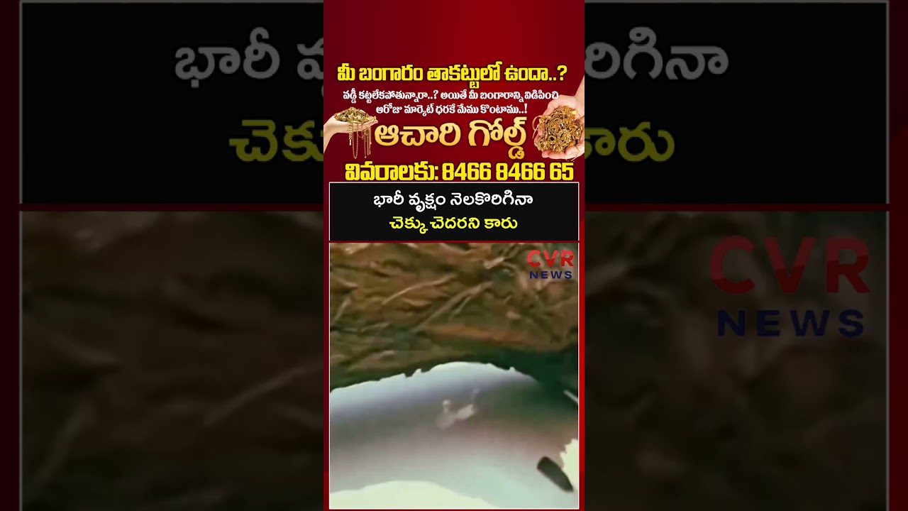 భారీ వృక్షం నెలకొరిగినా చెక్కు చెదరని కారు షాక్ ఐన నెటిజన్లు | Virul | CVR NEWS