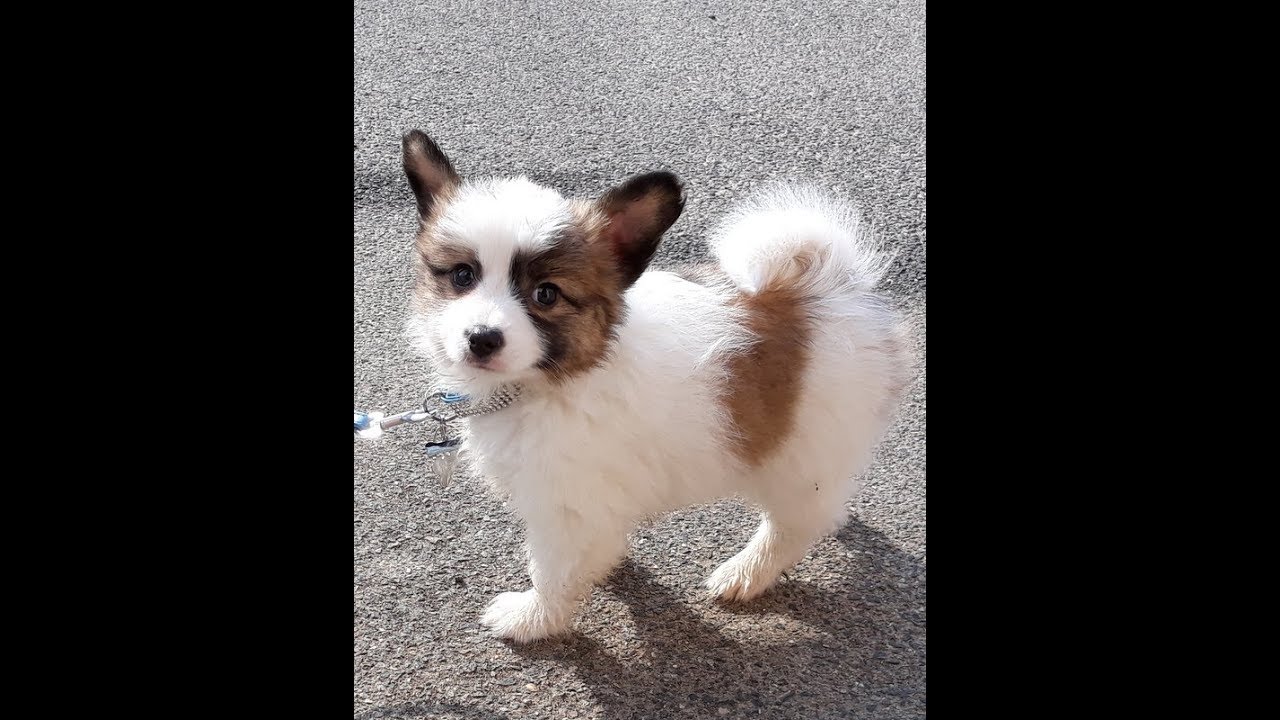 EPAGNEUL PAPILLON NAIN, 