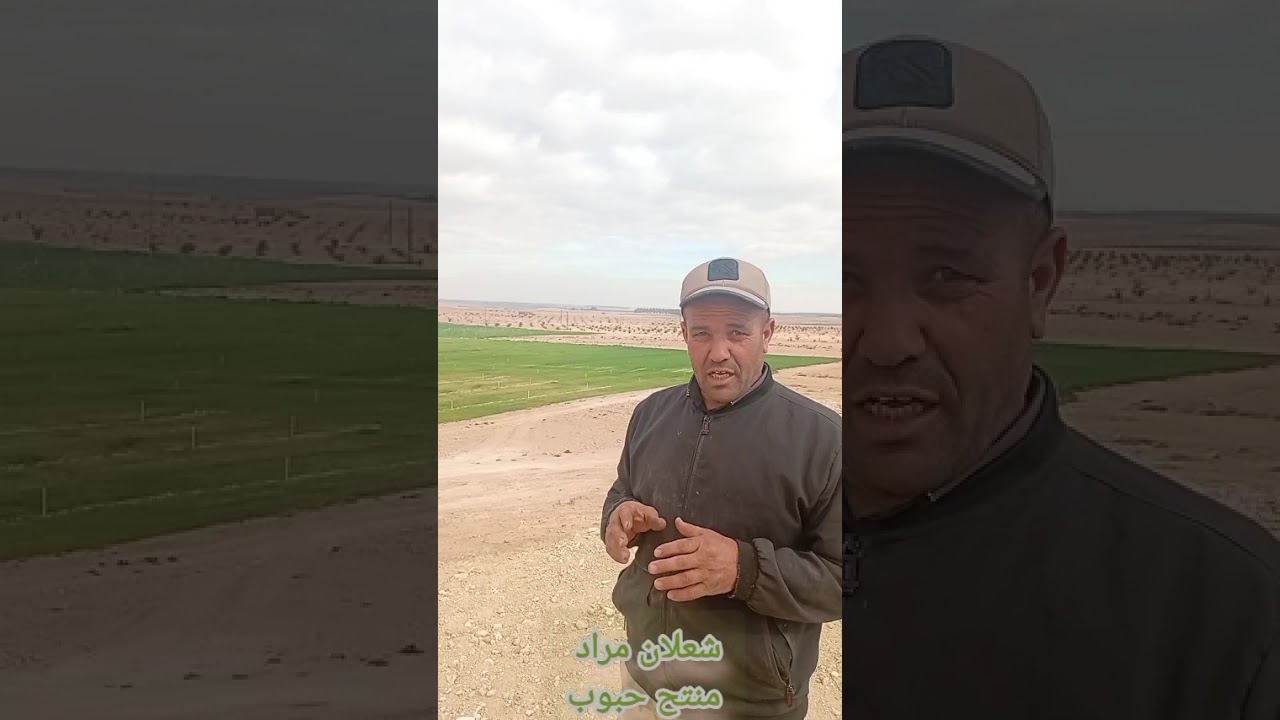 زراعة الحبوب باولادجلال، شعبة تعرف انتعاشا