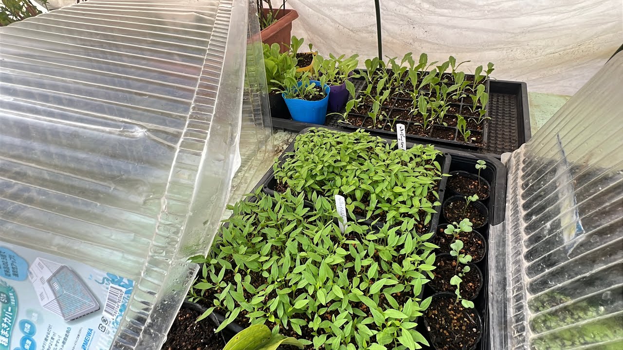 ส่องต้นกล้าผัก พริก กะเพรา อื่นๆ เดือนมกราคม2569 กำลังสวยๆ Thai vegetables seedlings 🌱 