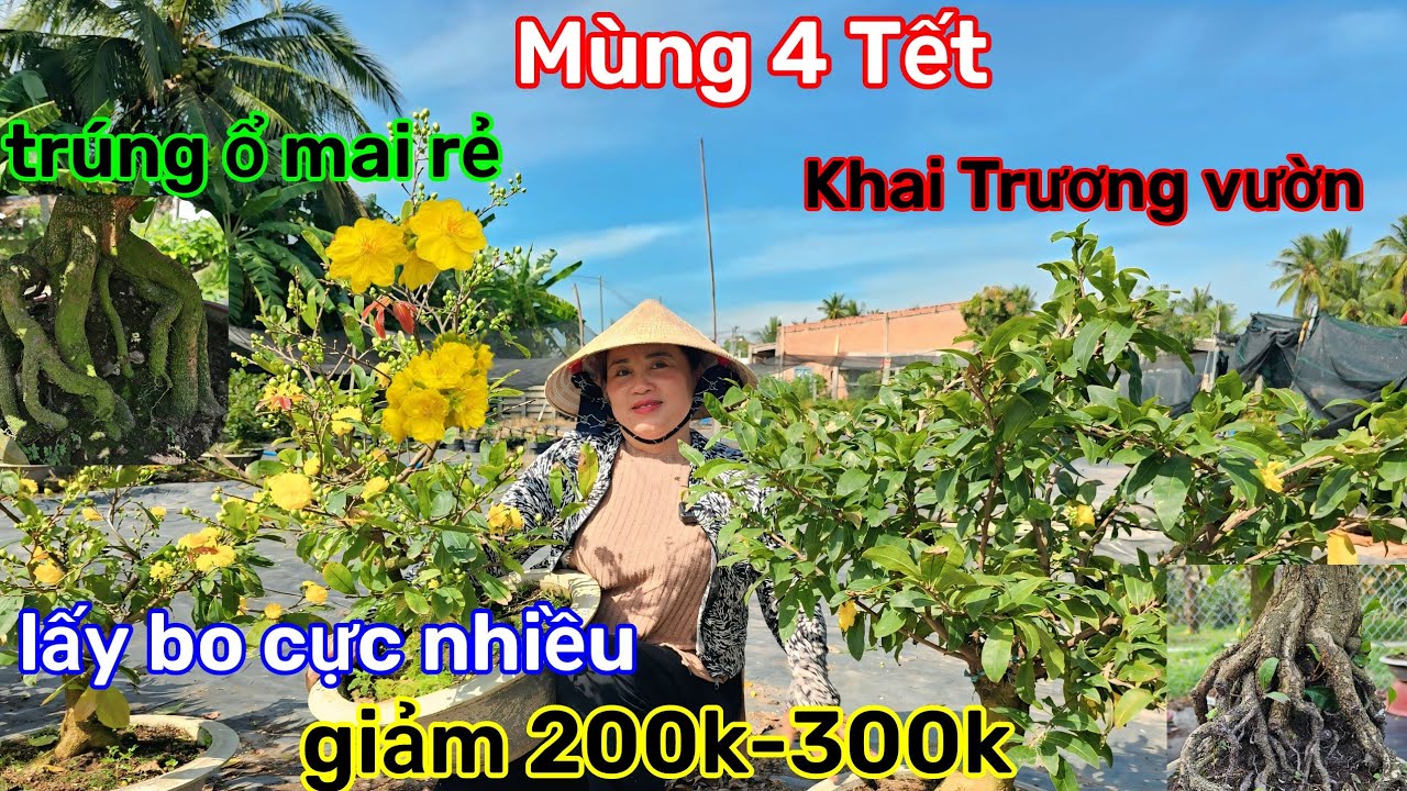 🌲20/2☎️Vườn mai Cô ĐIỆP☎️mai nuôi mùa mới🌲để rẻ giá vốn🌲lô này nhiều bo🌲quá trời rẻ 