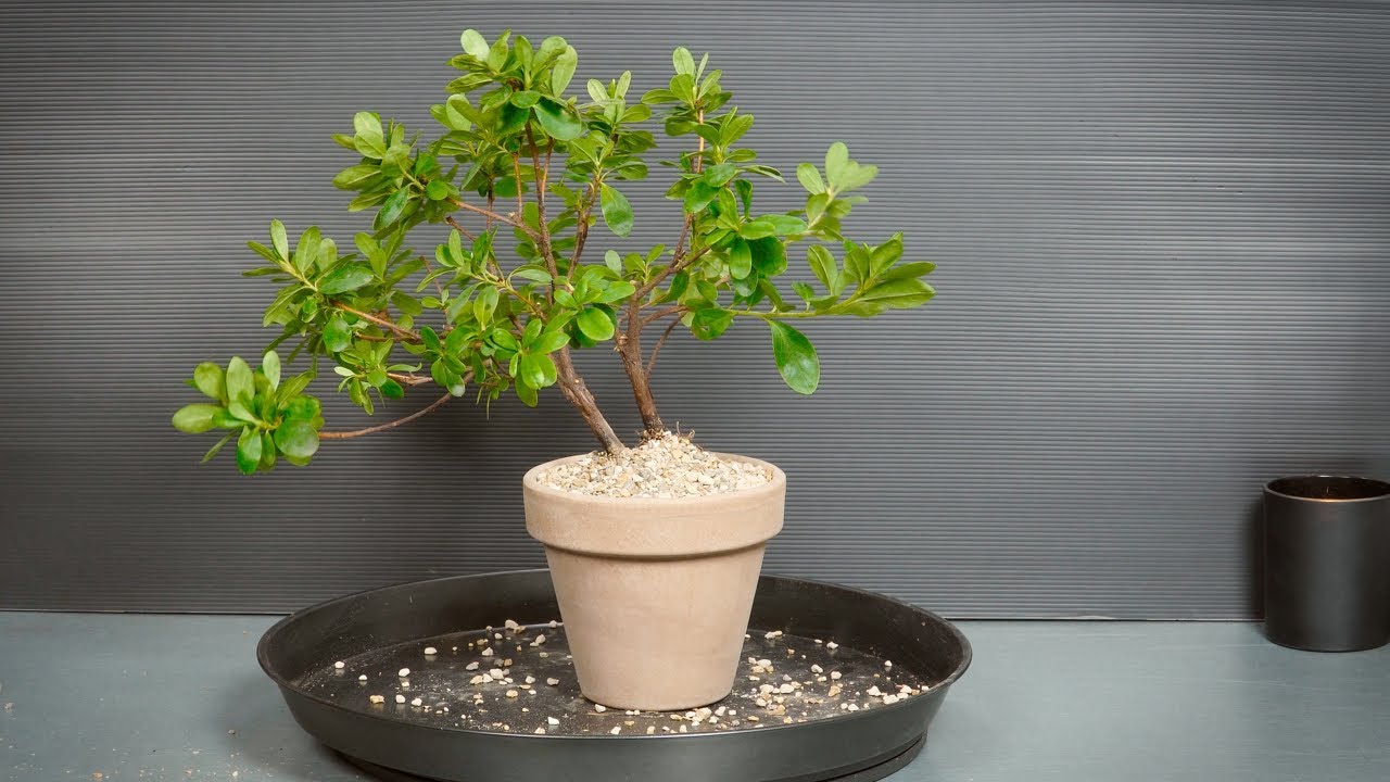 Making Bonsai from nursery stock - 6