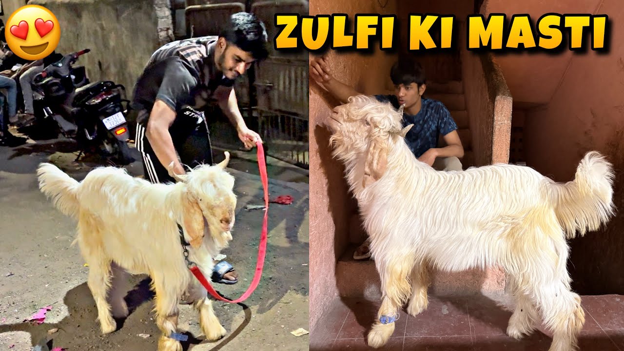 Zulfi Ki Masti Or Zulfi Ki Mohabbat 😍 || MD ANAs VLOGs