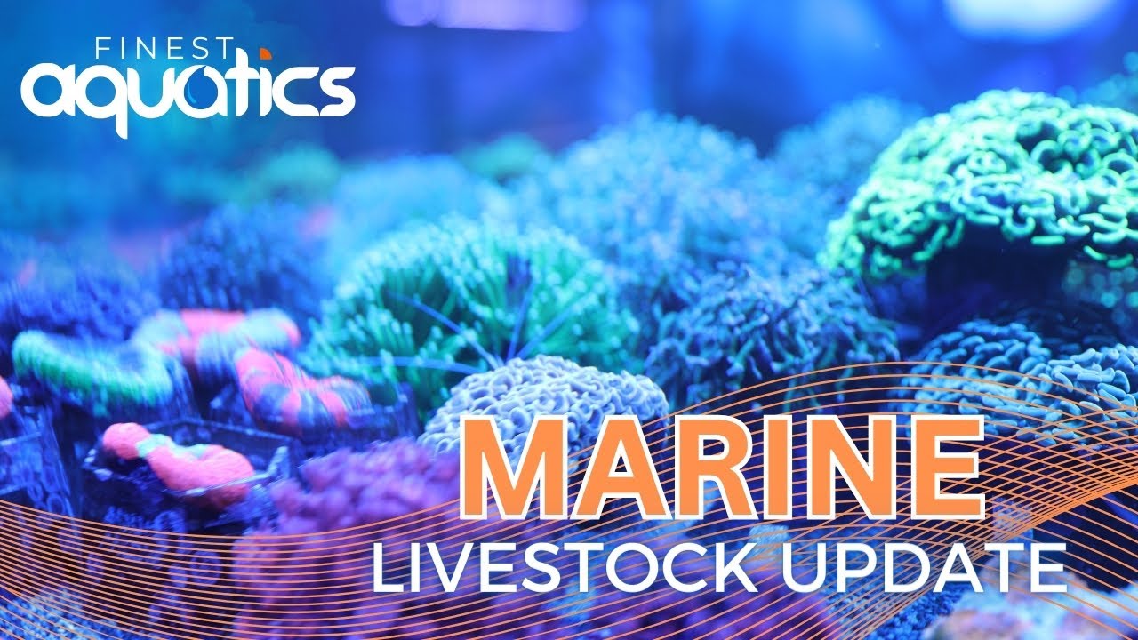 Finest Aquatics Aquarium Store Marine Livestock Walk Around 19/4/24