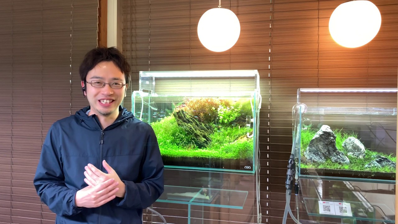 水草水槽の藍藻の正しい駆除方法（基本編）How to remove blue green algae (slime Cyanobacteria) in aquarium　ラン藻、苔、 コケ対策