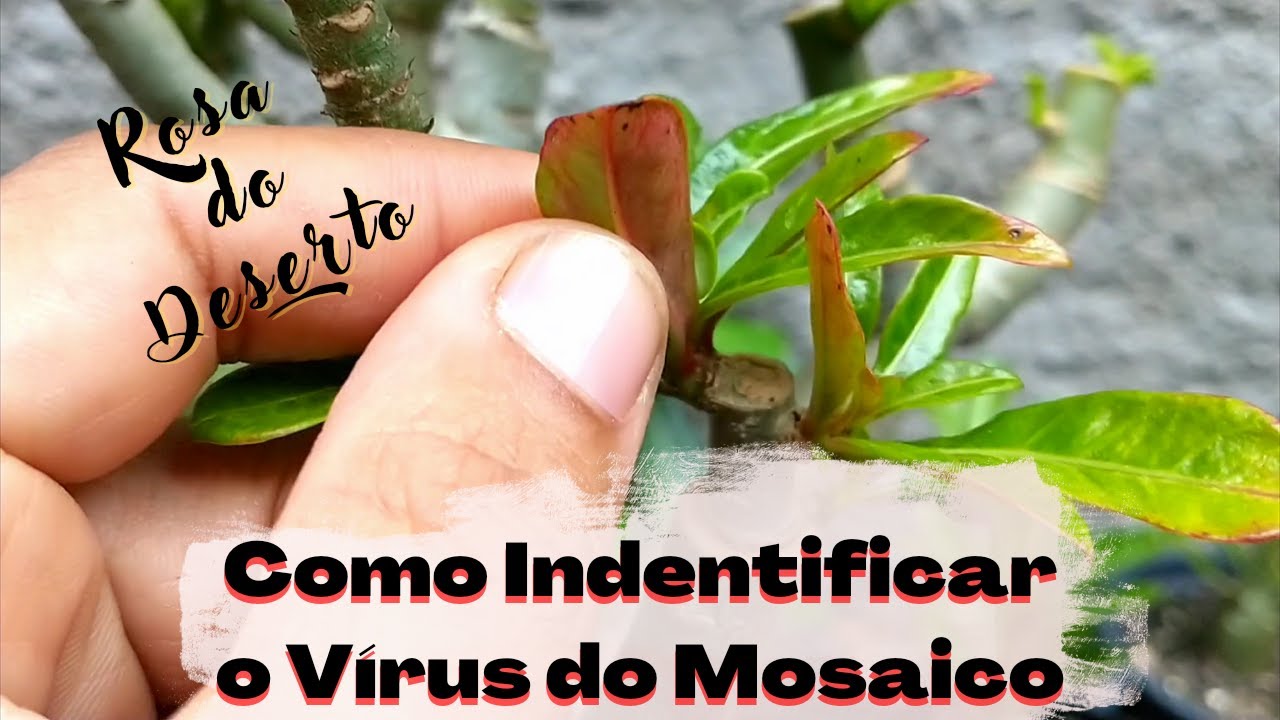 🚨 VÍRUS DO MOSAICO NAS MINHAS ROSAS DO DESERTO, COMO DESCOBRIR!!