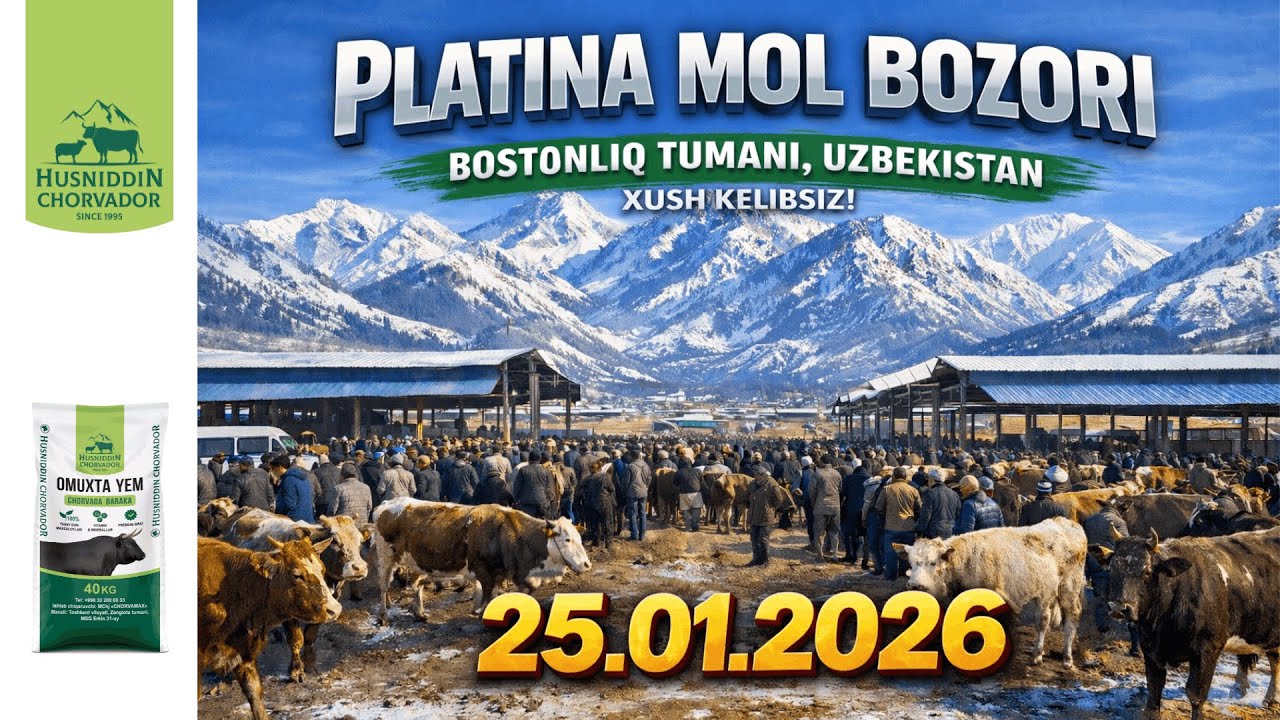 PLATINA Mol Bozori - Bugungi narxlar 25.01.2026. Chorvador Husniddin!