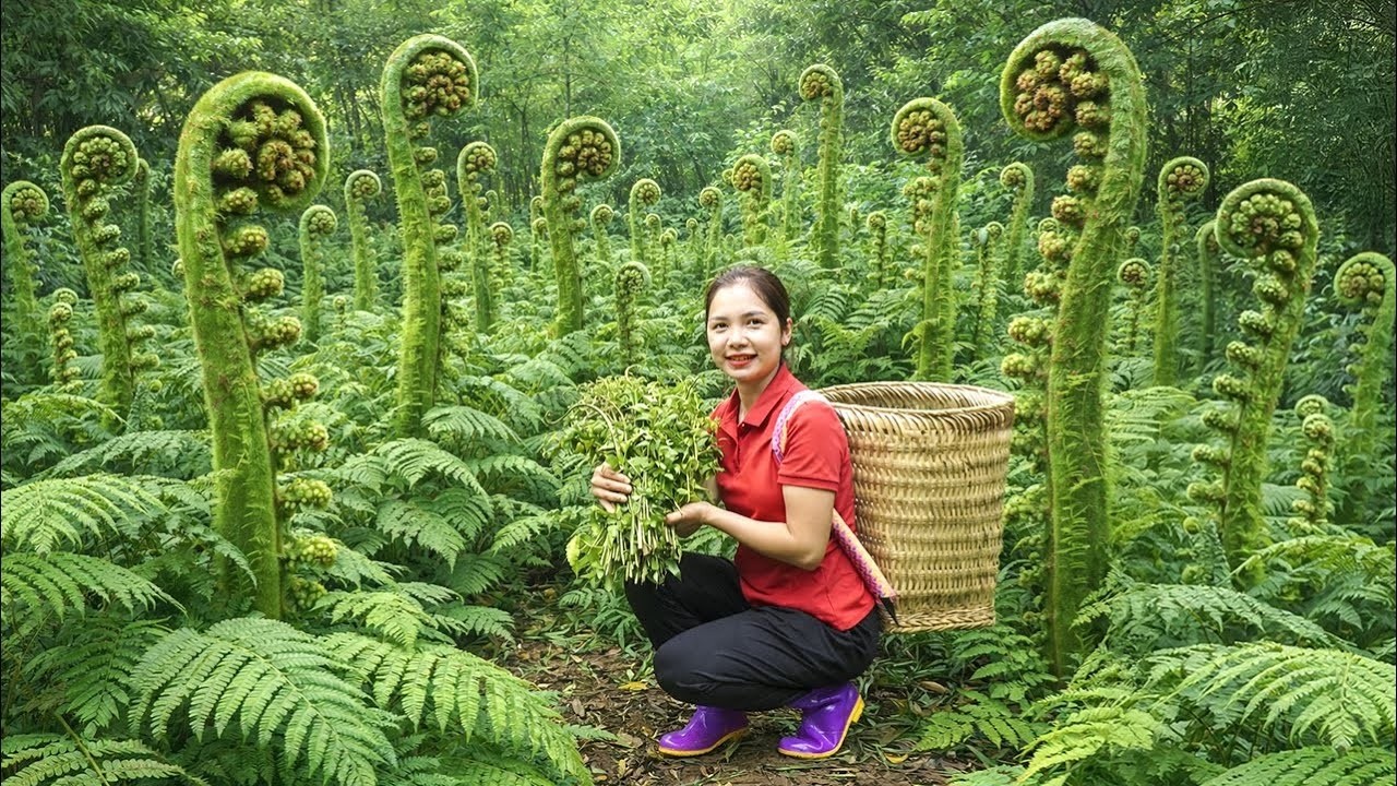 Harvesting Fresh Fiddlehead Ferns In Wild Goes To Market Sell, Preparing Dishes From Fern