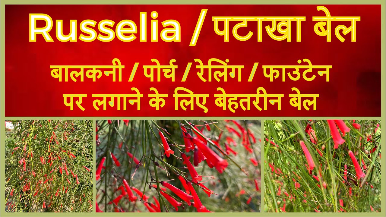 ￼ How to grow & propagate fire cracker creeper॥फ़ायर क्रैकर / रुसेलिया बेल की केयर और कटिंग कैसे करे