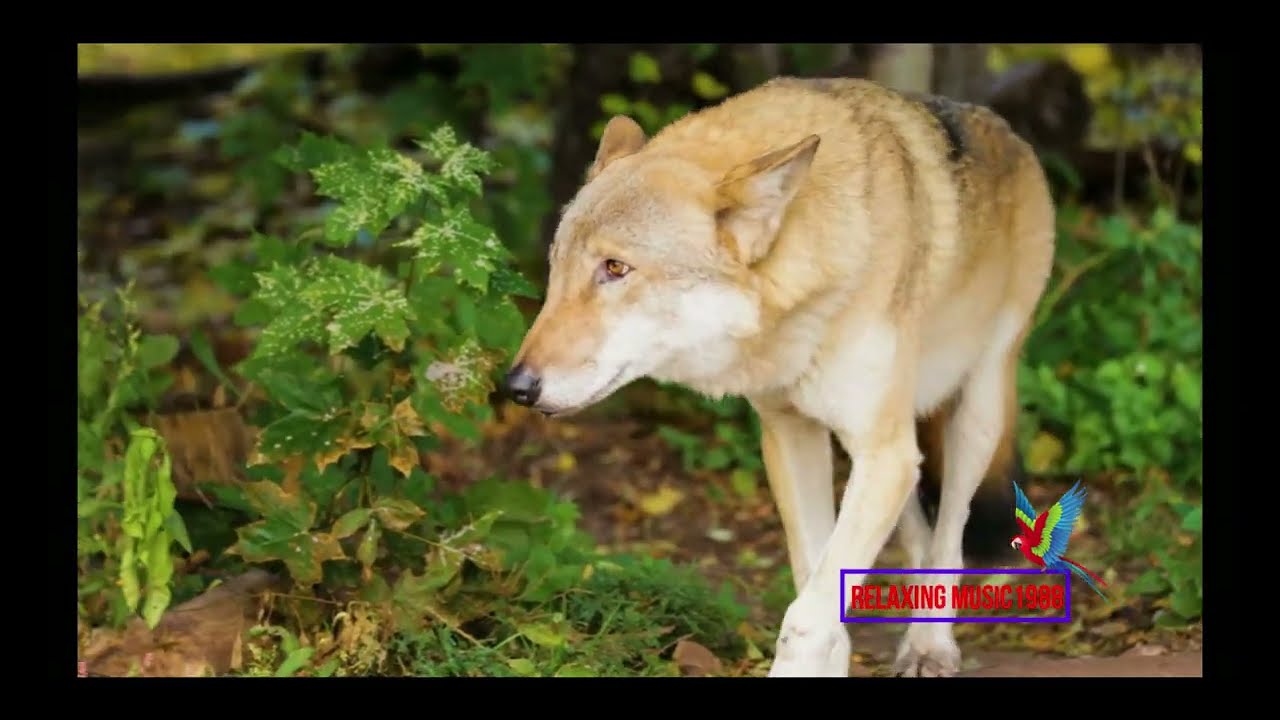 World's Largest Animals Collection in 4K / Relaxing Music1988