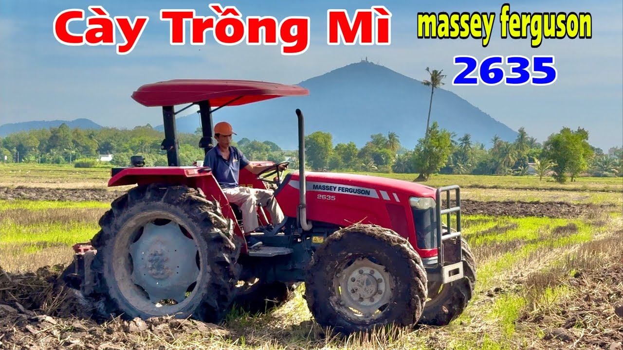 Máy cày massey ferguson 2635 cày trồng mì ở Châu Thành Tây Ninh