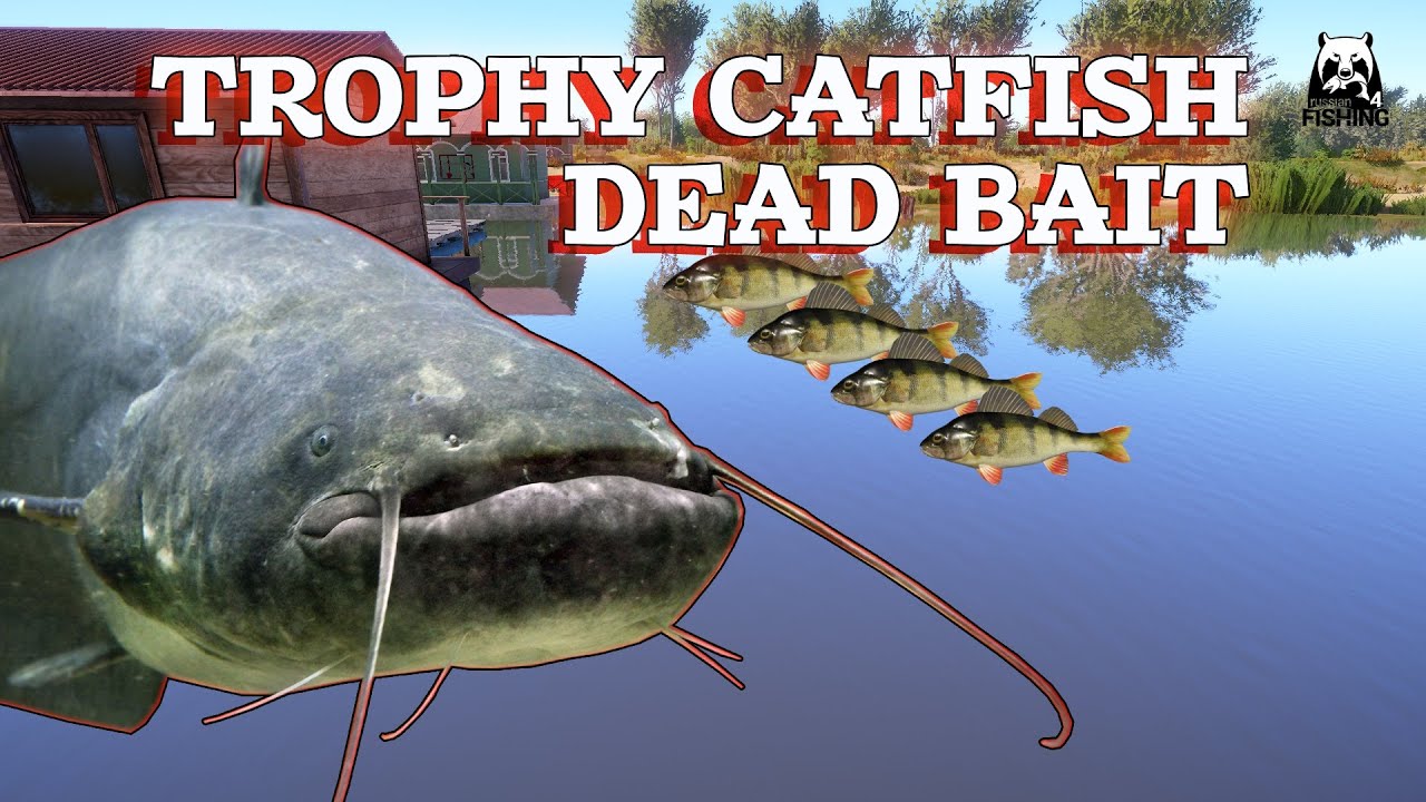 Russian Fishing 4 RF4 Akhtuba River | Active spot  Catfish.| TROPHY CATFISH