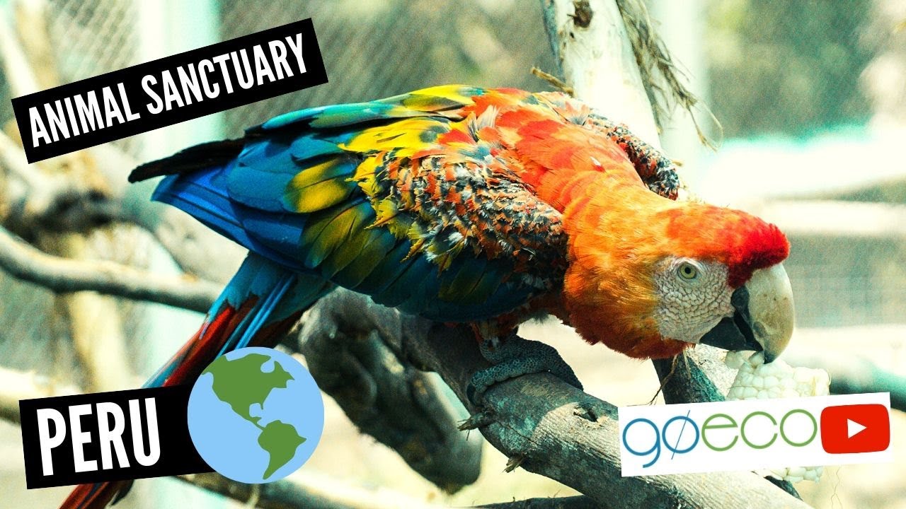 GoEco VOLUNTEER Trip Vlog &ndash; Endangered Wildlife Animals Sanctuary in Peru