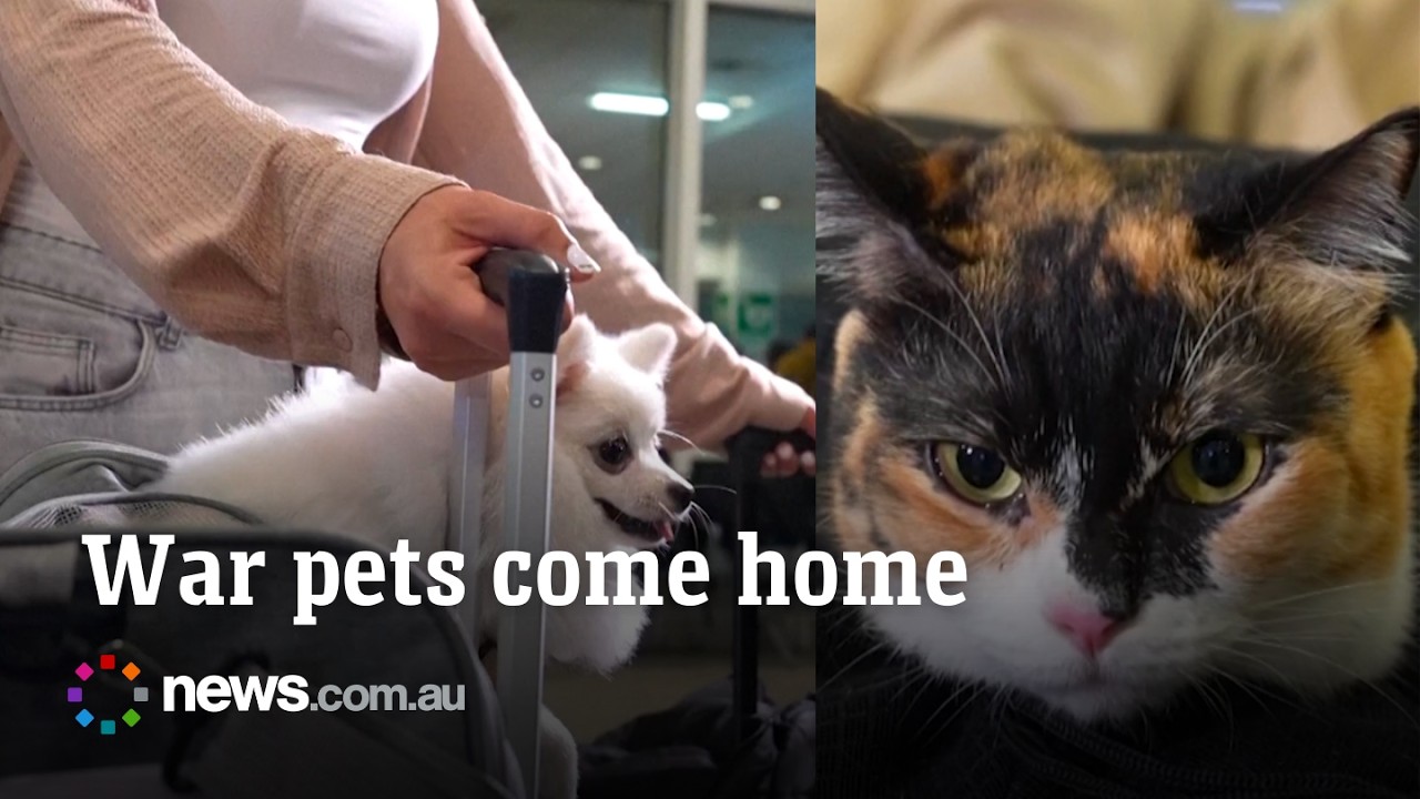 Pets return from war stricken Gulf