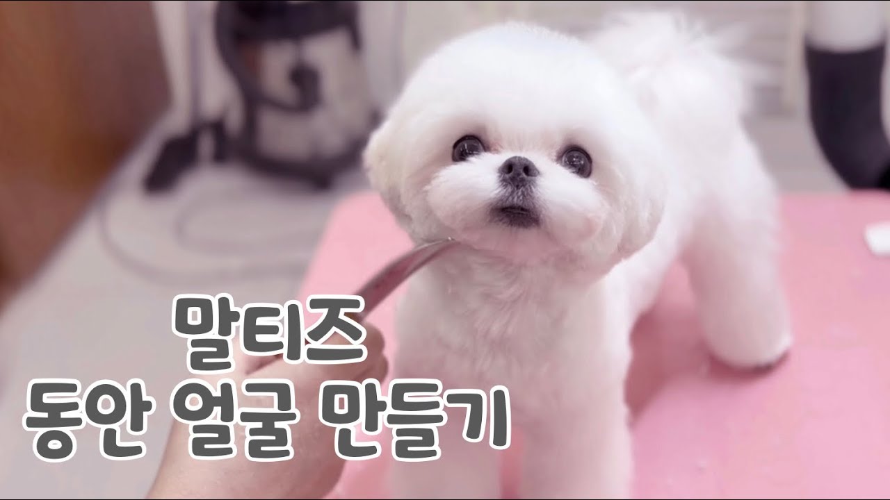 말티즈 스타일 컷 / 동안얼굴 만들기 (making baby faces with grooming for maltese)