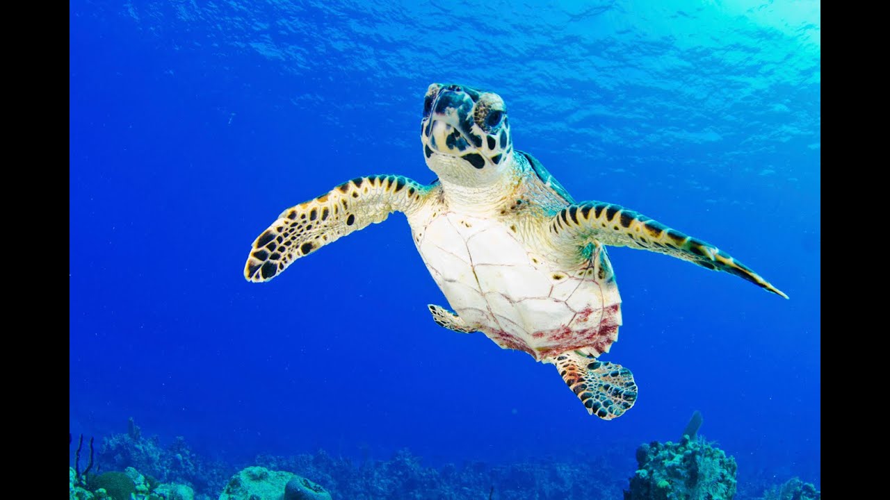 Earth Day Turtle Release by the Cayman Turtle Conservation and Education Centre