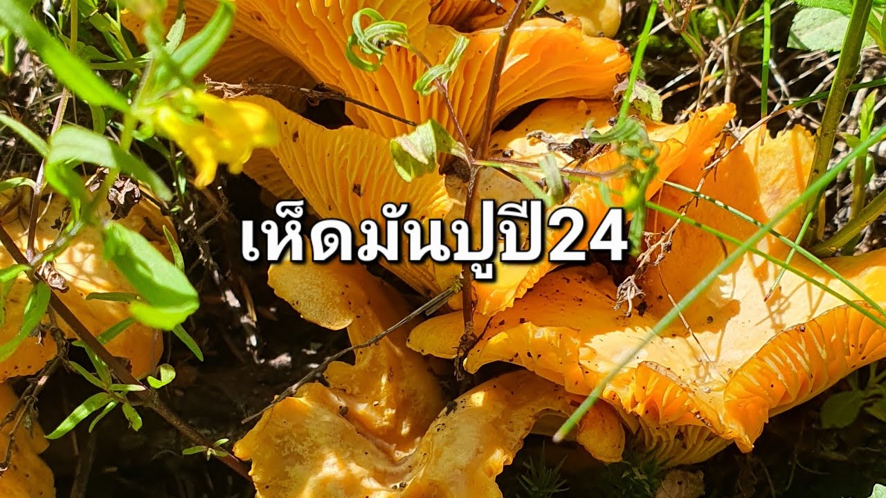 เก็บเห็ดมันปูเยอะมากๆกับเพื่อนคนไทยหามเช #เก็บเห็ด #วิวสวย #เห็ดมันปู