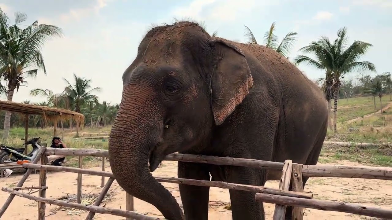 Chonburi - Feeding sugar cane to three elephants #elephant #thailand #livinggreen #sugarcane