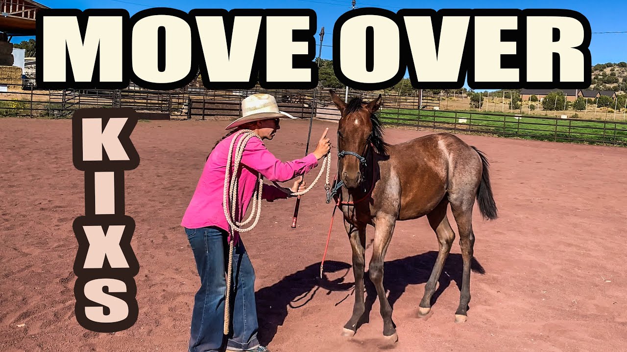 DAY 4 OF TRAINING A WEANLING HORSE