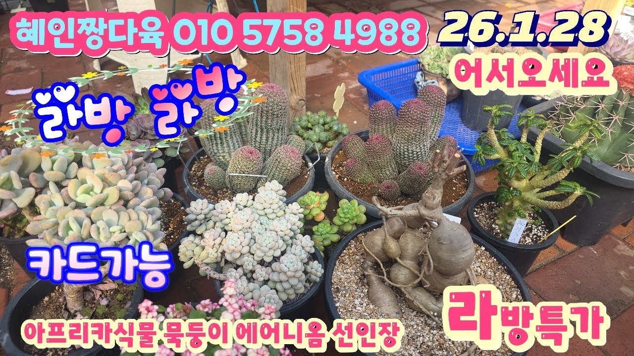 26/1/28(라이브)#혜인짱다육 010 5758 4988/아프리카식물 묵등이 에어니옴 선인장등