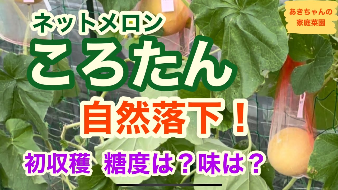 ネットメロン「ころたん」自然落下したので初収穫。糖度は？そして味はどうだった？【メロン栽培】【ころたん】【家庭菜園】