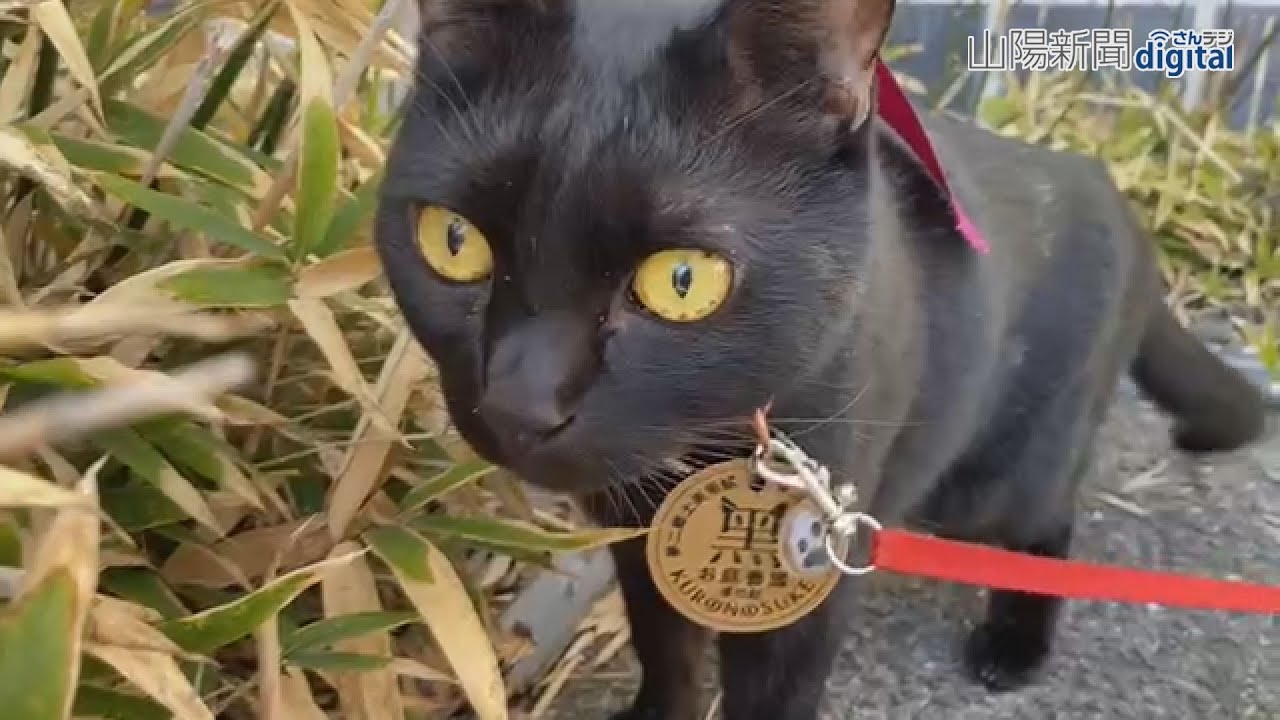 夢二郷土美術館の人気猫の企画展　写真や限定カフェメニューも(2023312)