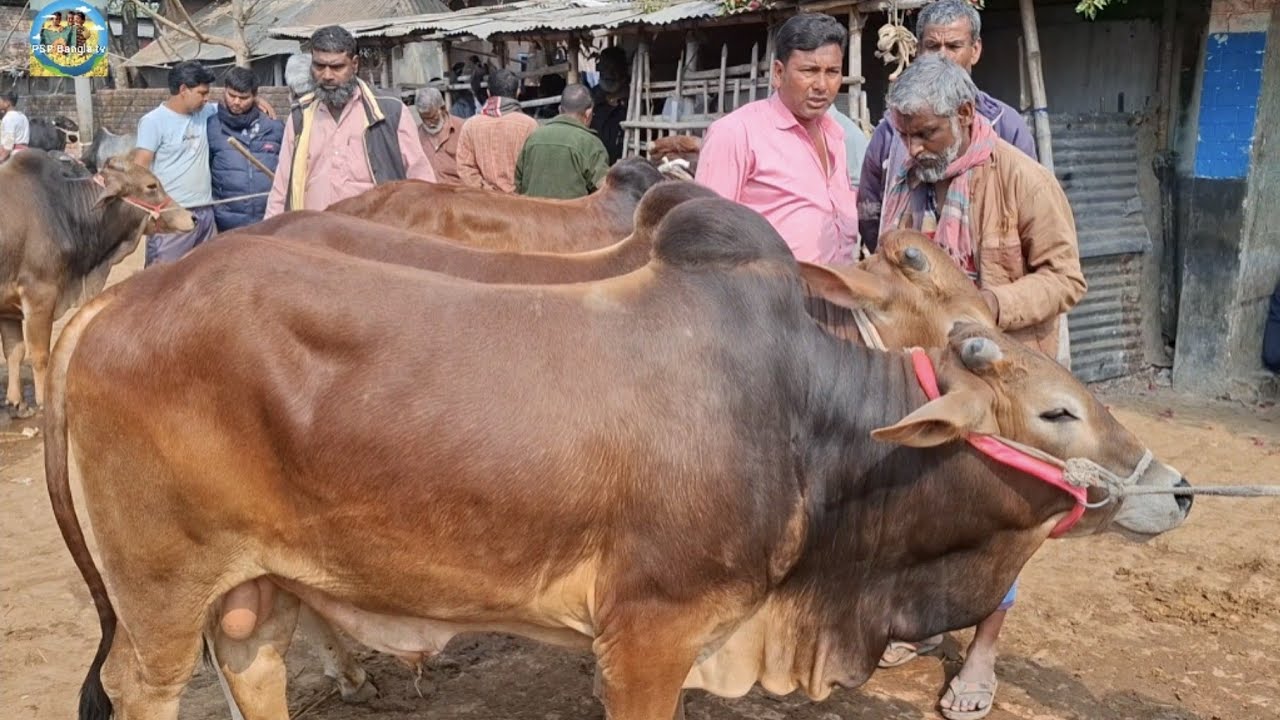 @ ৮/২/২০২৬|| চট্টগ্রামের খামারীর কুরবানির ষাঁড় গরু কেনা দিনাজপুরের কাহারোল হাটে||