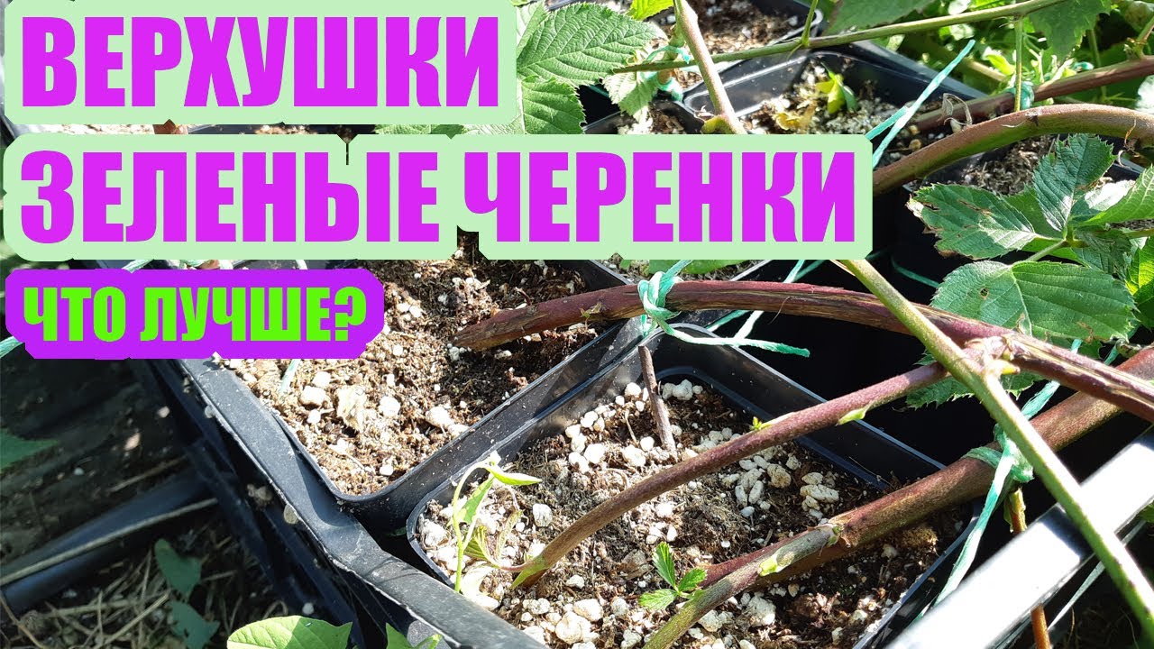 Как размножить ежевику верхушками. Мое мнение о зеленом черенковании ежевики