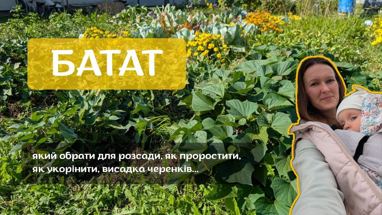 Як виростити БАТАТ? Пророщення, розсада, висадка в ґрунт, врожай батату 2025.