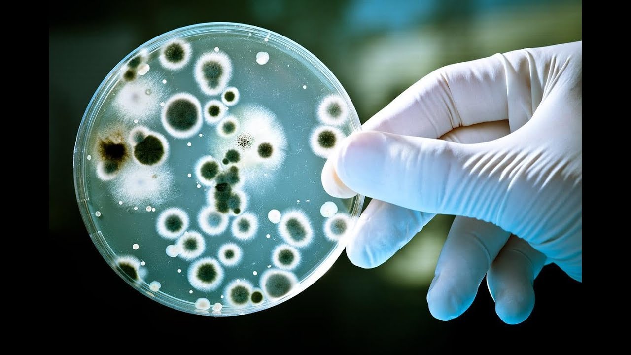 Revisão para AV1 de Fund. de Microbiologia e imunologia
