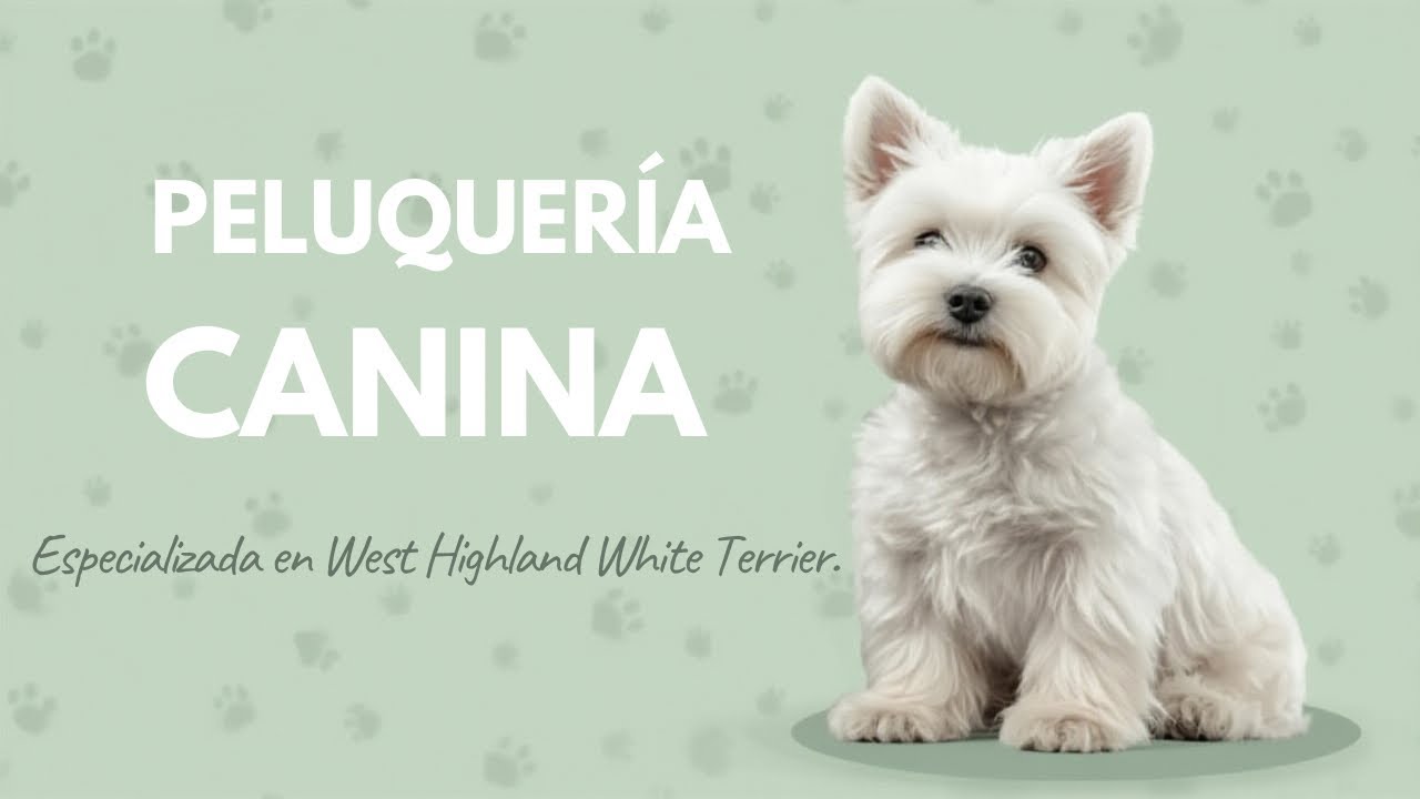 PELUQUERIA CANINA para Westie 🐶 #fluffydog #grooming #doggroomer #mobilegrooming #shorts #viralvideo