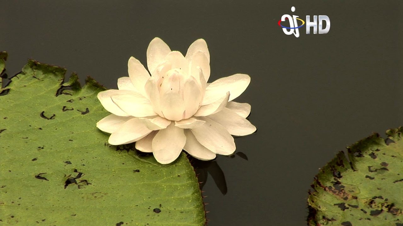 Victoria Regia o Victoria Amazónica