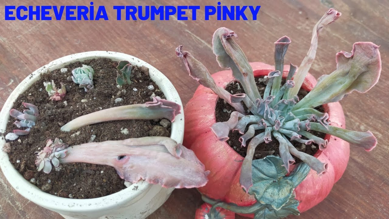 ECHEVERİA TRUMPET PİNKY KURTARMA
