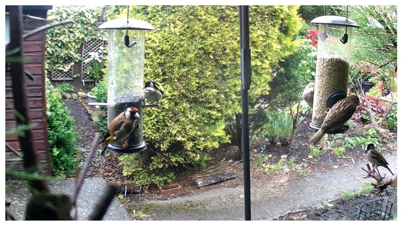 2 Goldfinches And Sparrows Feeding Garden Birds UK