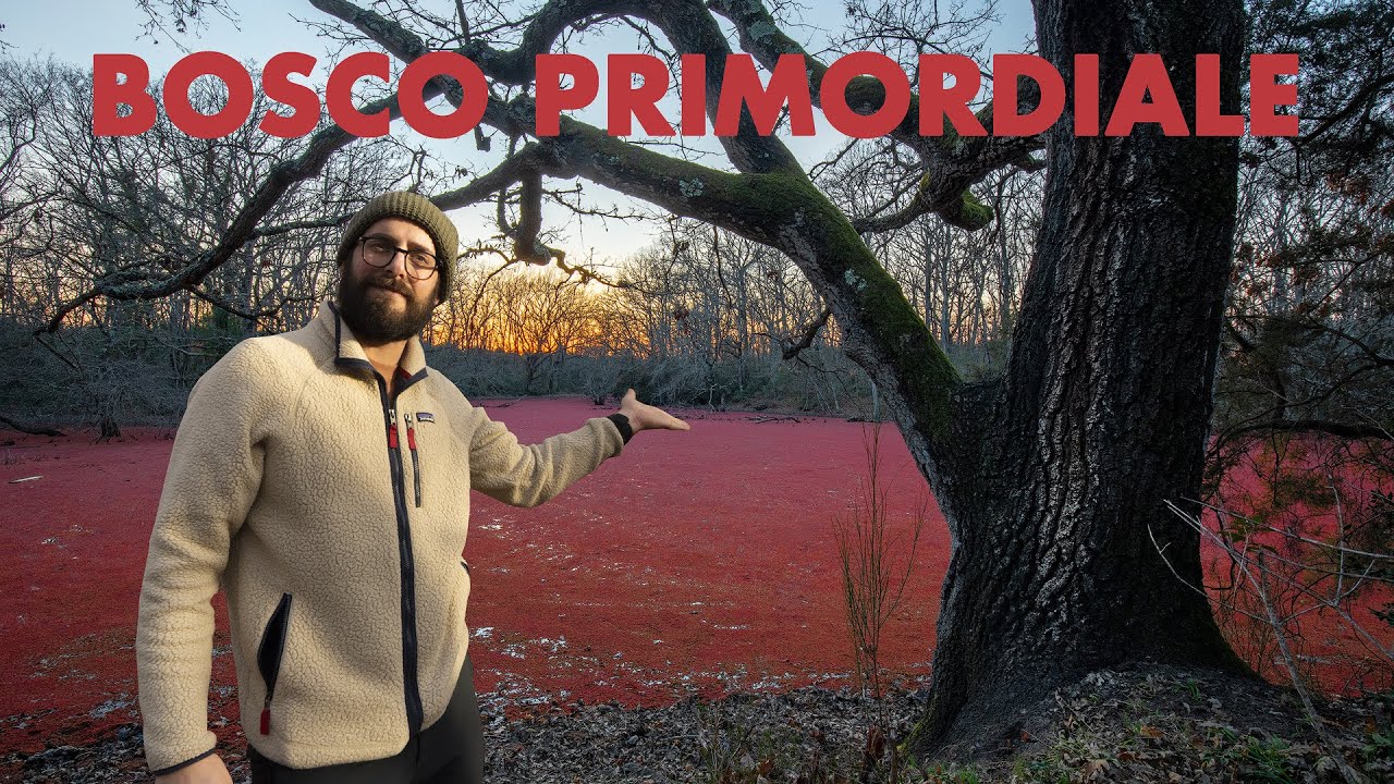 SELVA PRIMORDIALE: il Bosco di Foglino uno degli ultimi boschi di pianura del Lazio antico