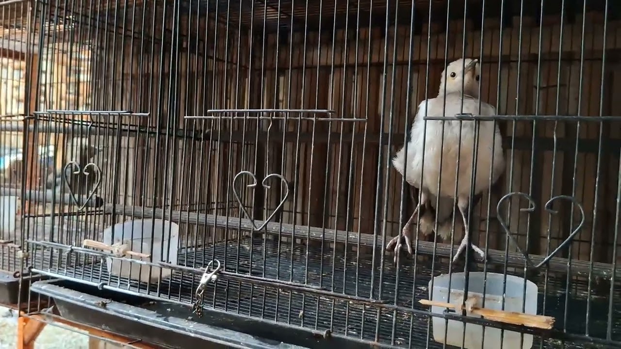 Merawat burung jalak di kala musim hujan
