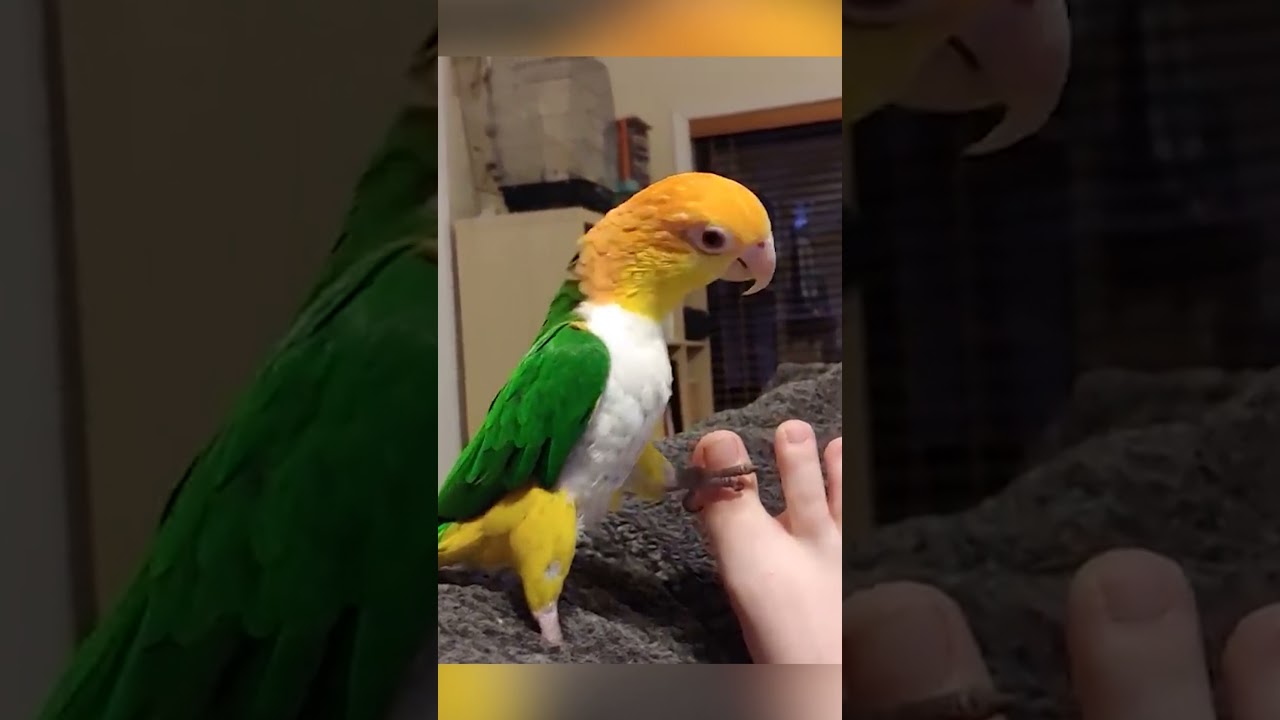 Animals Being Jerks #1. Try Not To Laugh At These Animals