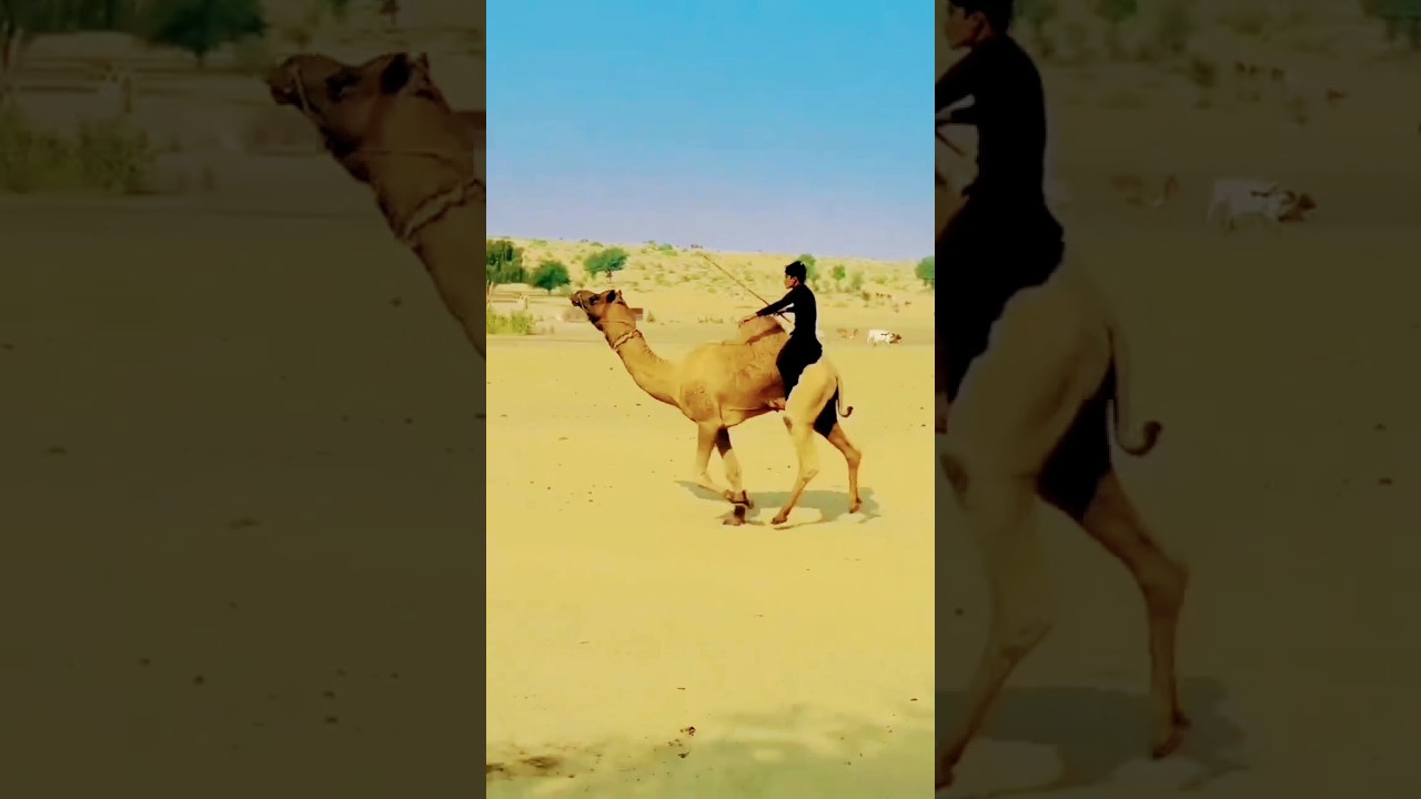 How he holds with his legs on camel's back amazing #cameljump