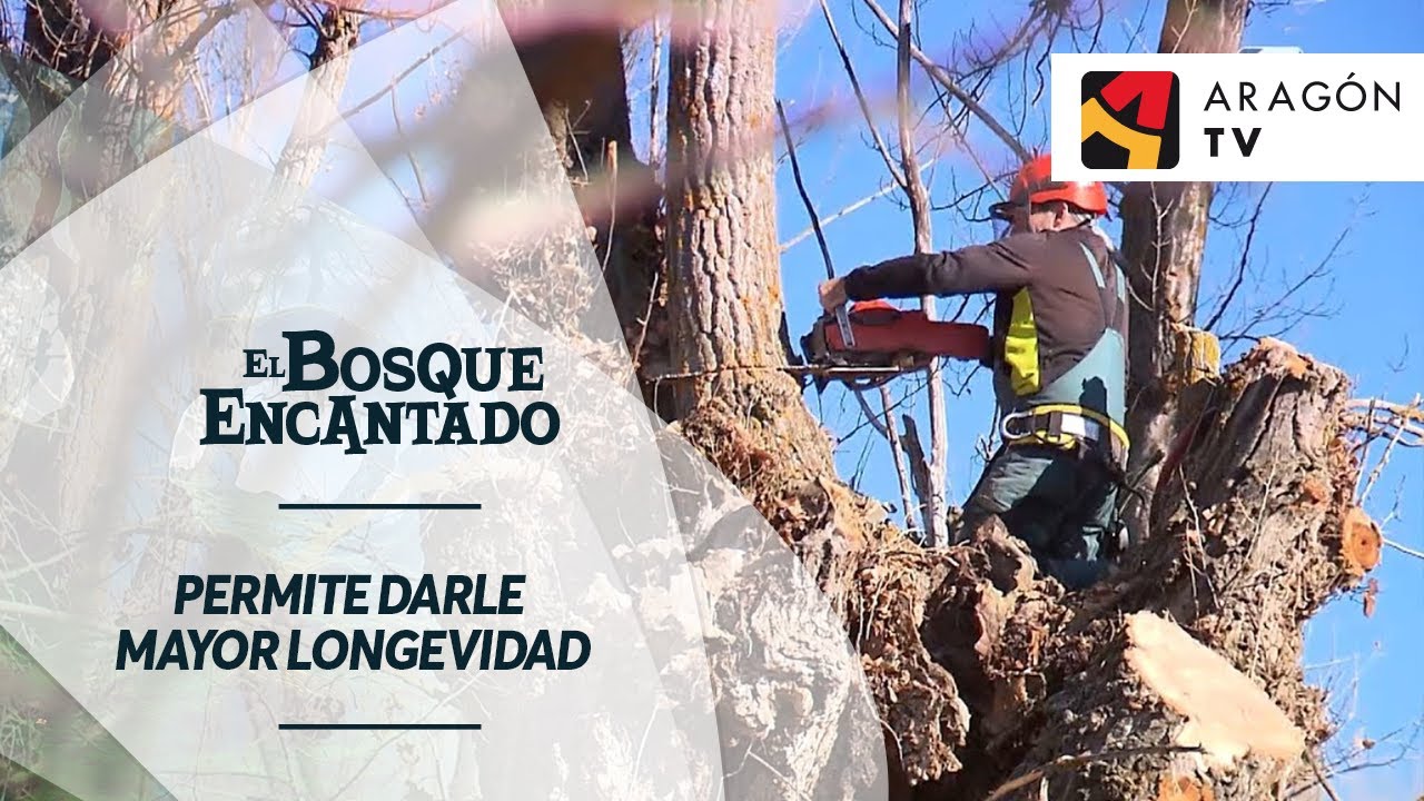 La escamonda del chopo permite darle mayor longevidad | CHOPOS CABECEROS DEL PANCRUDO