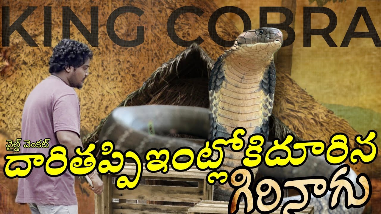 దారితప్పిఇంట్లోదూరినగిరినాగు #wildvenkat #viral  call. 9494842149